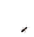 Safe Carpenter Ant Control and Removal in Meridian Idaho