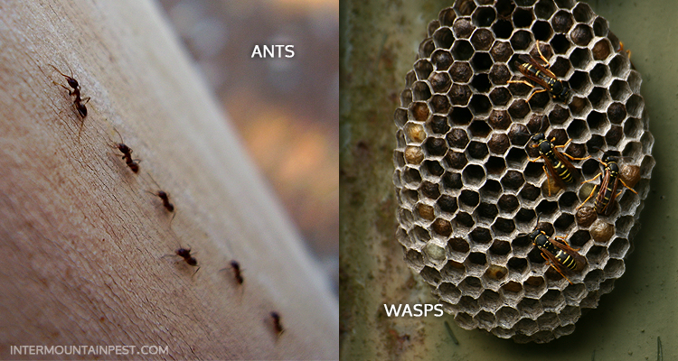 Intermountain Pest Management, Control, and Removal in the Boise and McCall Areas