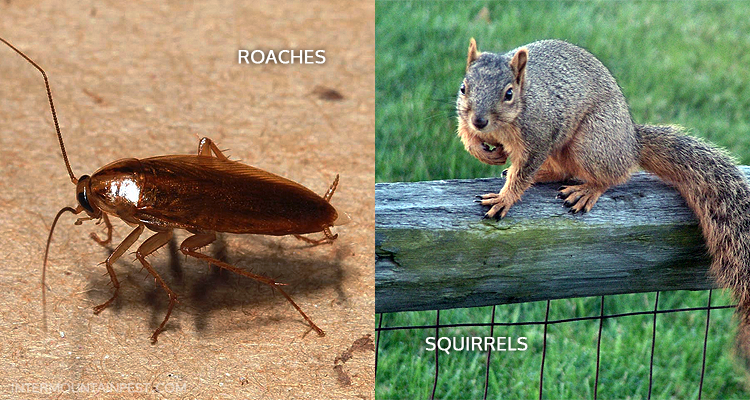 Intermountain Pest Management, Control, and Removal in the Boise and McCall Areas