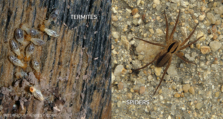 Intermountain Pest Management, Control, and Removal in the Boise and McCall Areas